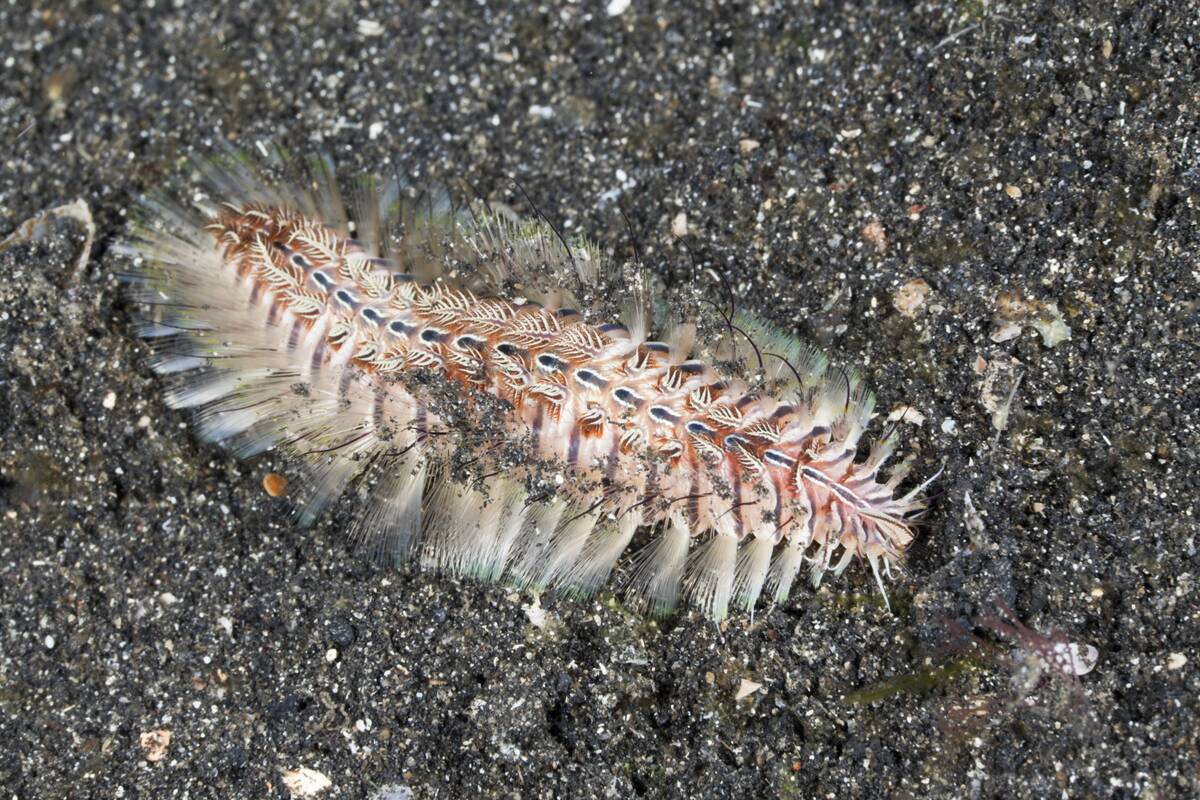 Fire Wom, Chloeia sp., Lembeh Strait, North Sulawesi, Indonesia
