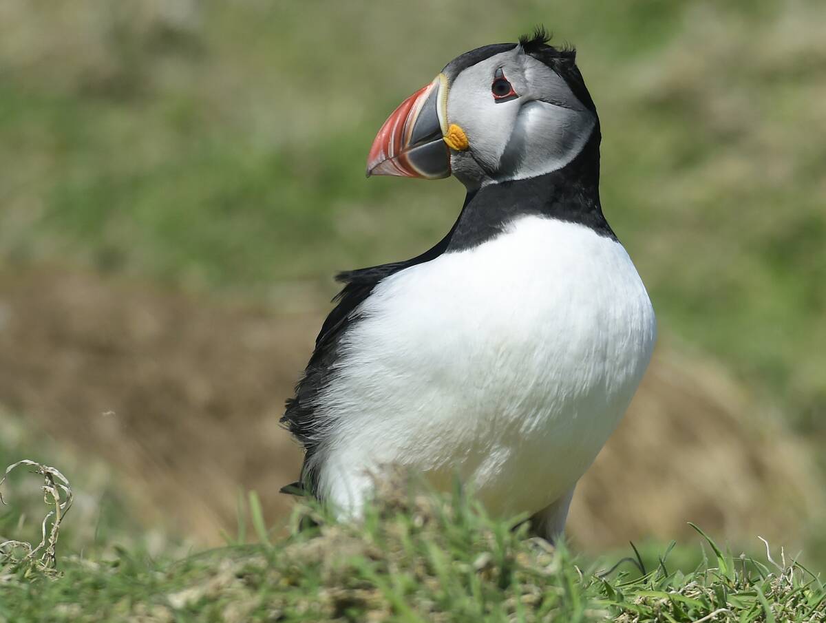 First Boats Of The Season Take Birdwatchers To Skomer Island To See Puffins