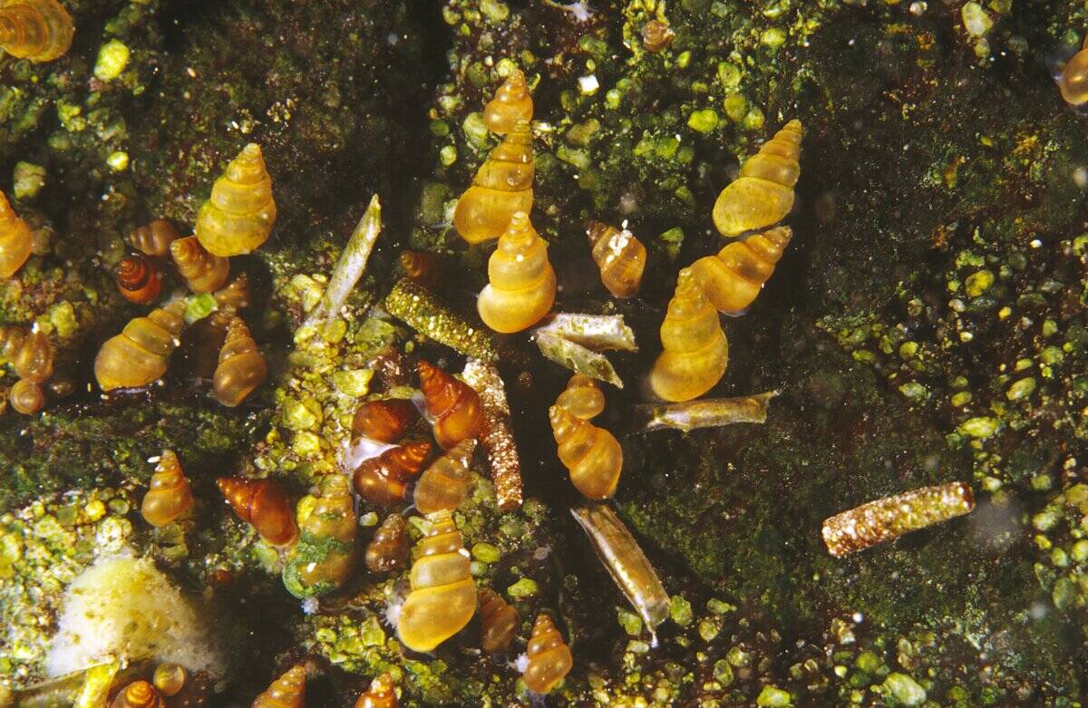 Freshwater snails, Ascorhis victoriae, group grazing on rock algae in fast-flowing creek, Port MacDonnell, South Australia