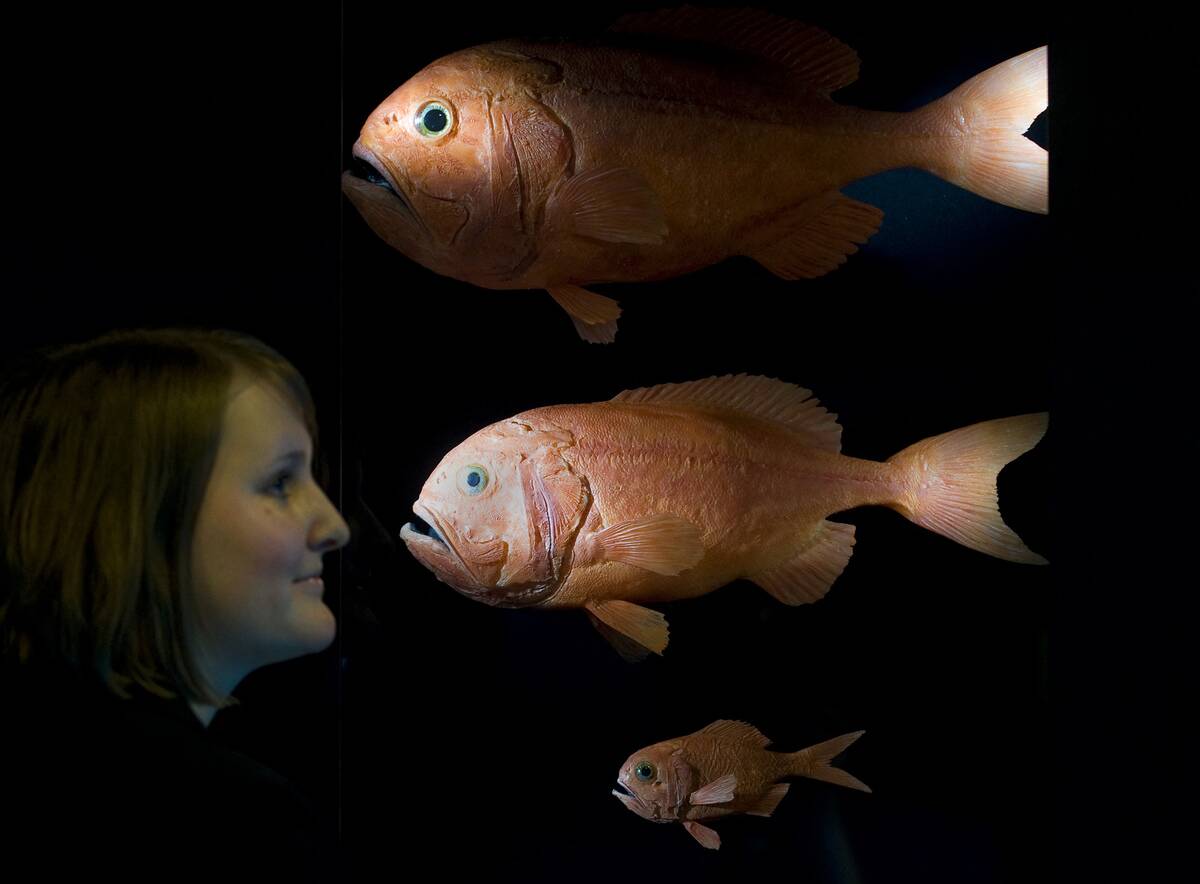 GERMANY-ANIMALS-EXHIBITION-SEA