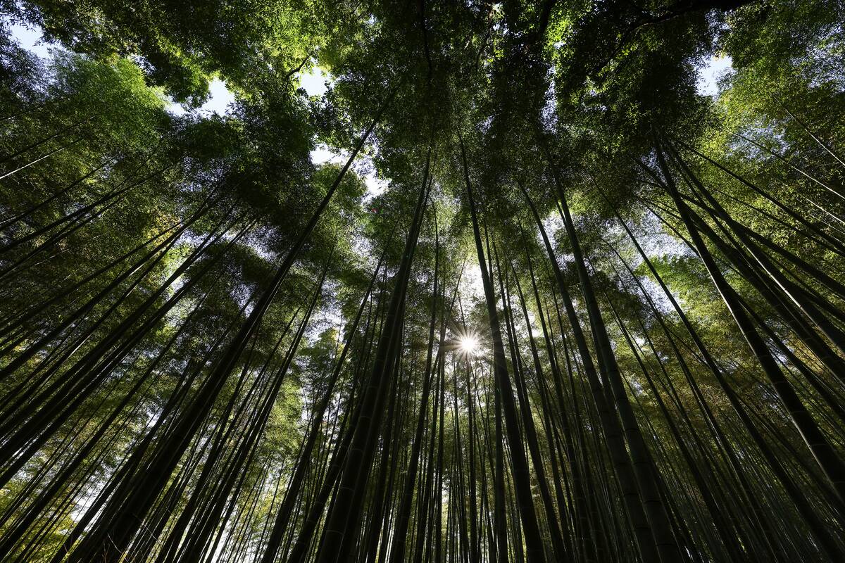 Graffiti Damage In Famous Bamboo Forest In Kyoto