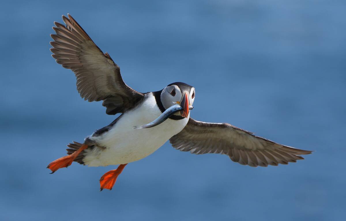 Great Saltee Island puffins