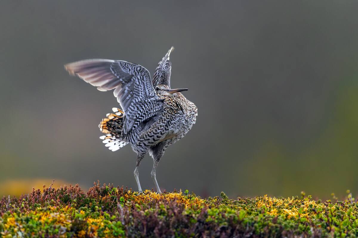 Great snipe male flapping wings during courtship display.