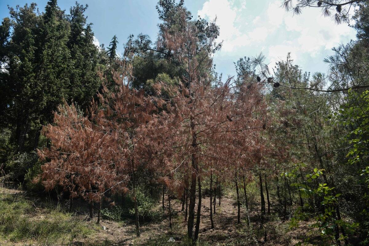 GREECE-SOCIETY-ENVIRONMENT-PINE