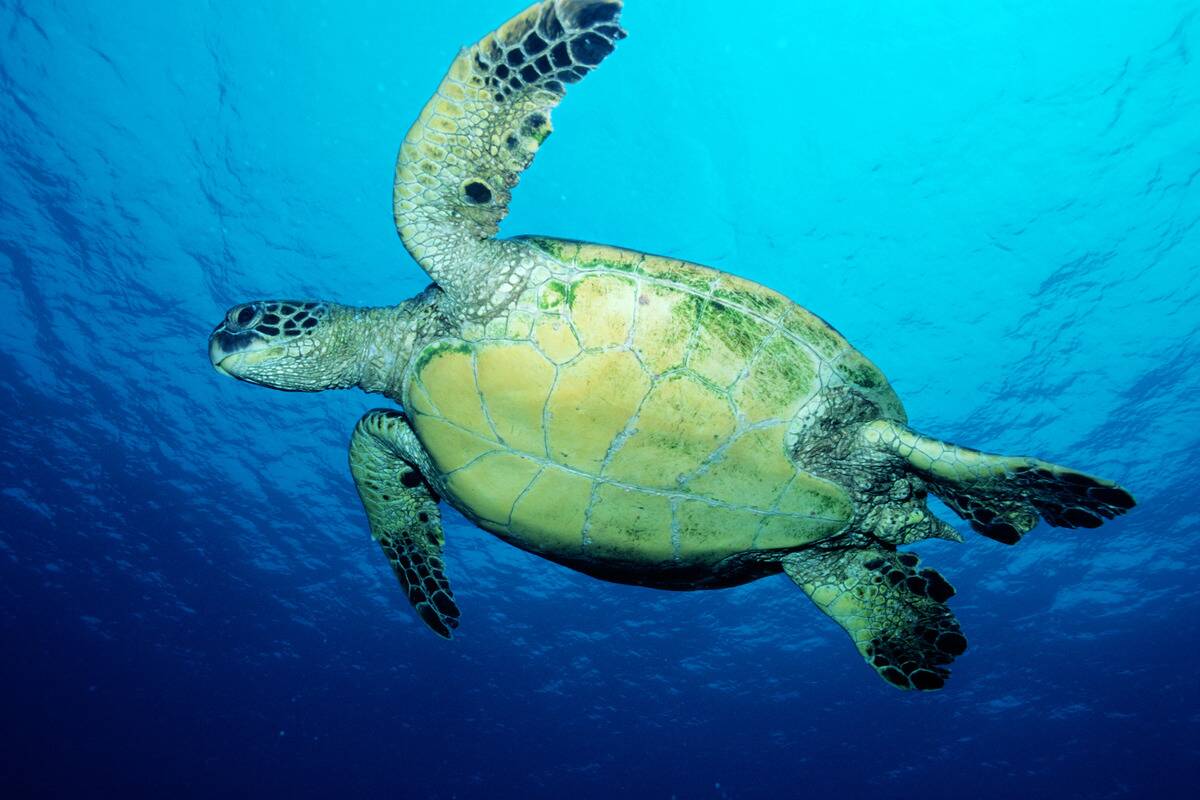 Green turtle