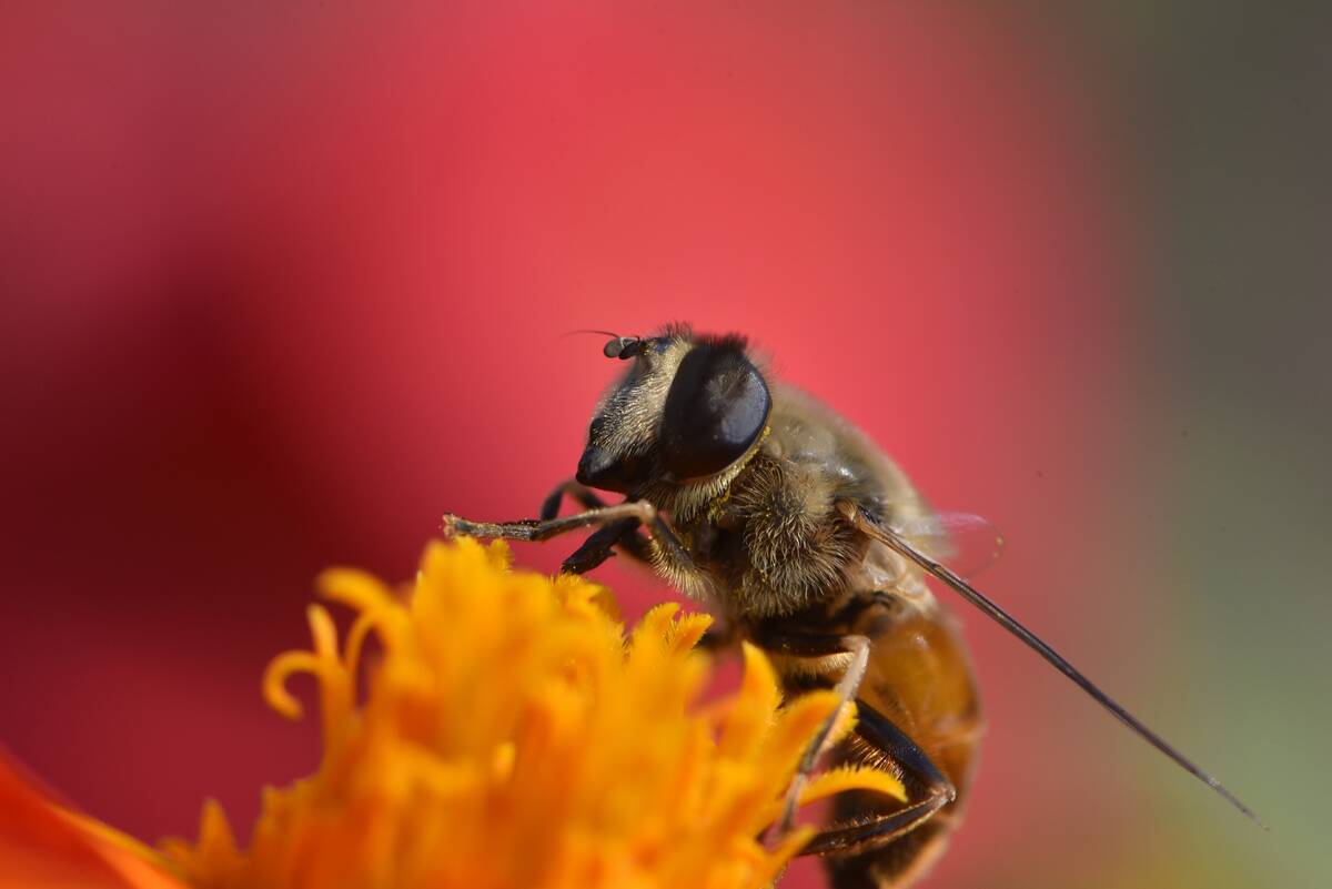 Honey Bee Collecting Pollen