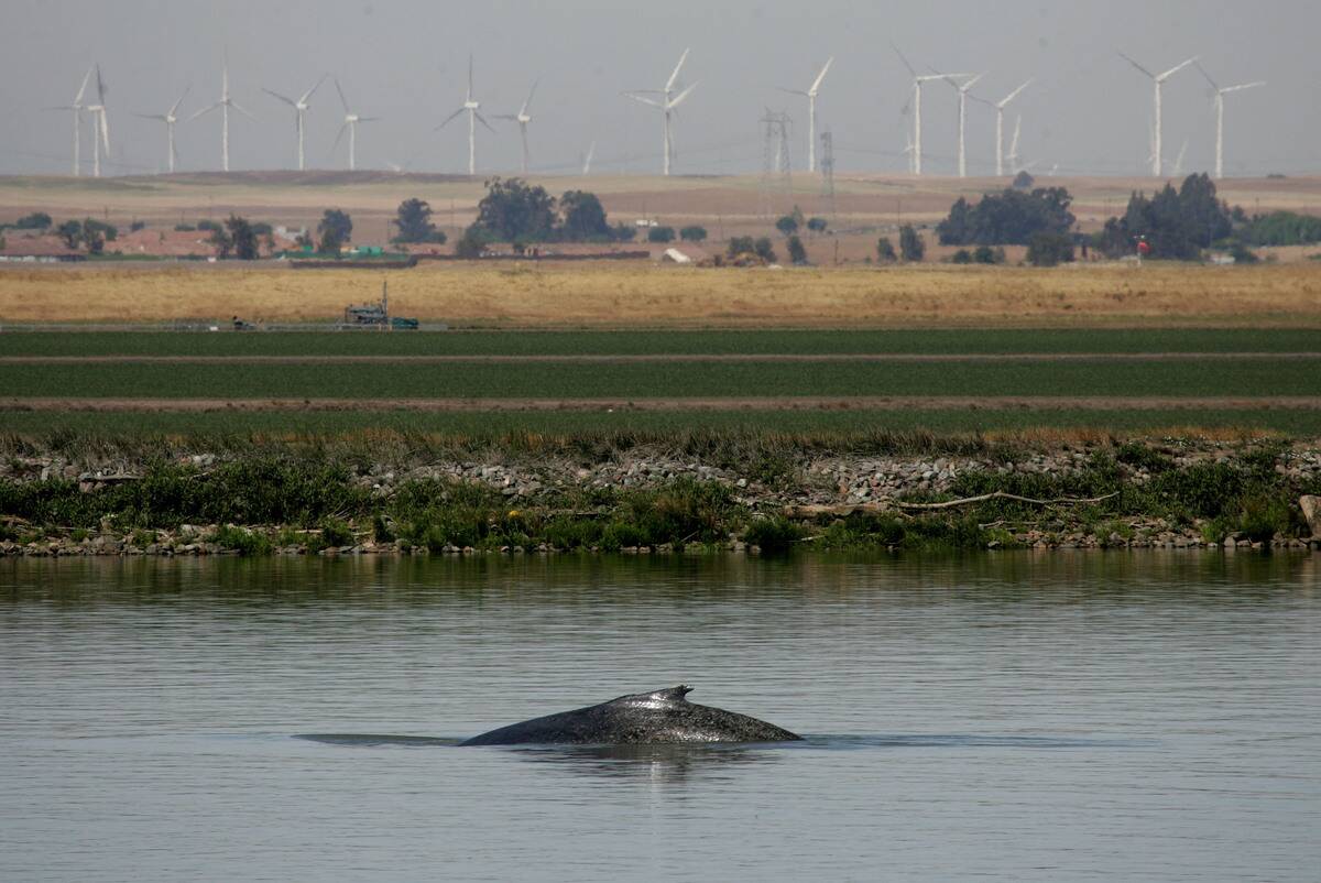 Humpback Whales Remain Far From Ocean In Sacramento River Delta