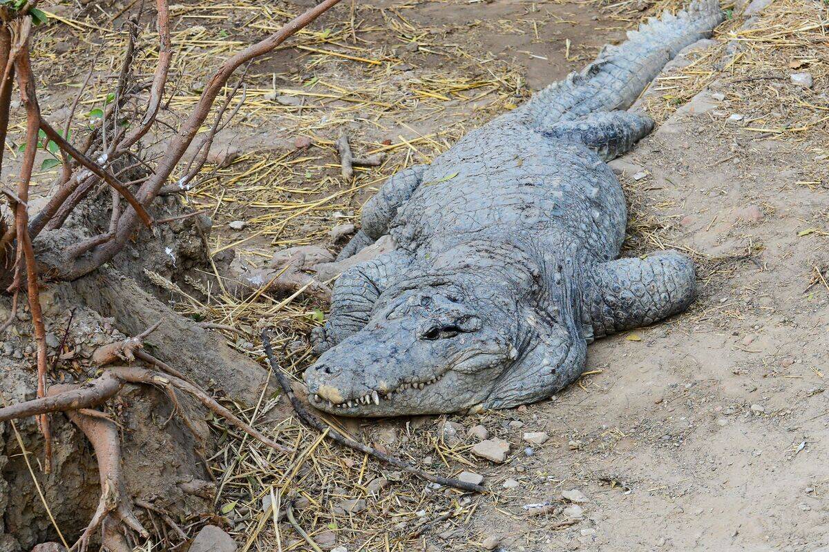 INDIA-ENVIRONMENT-ANIMAL