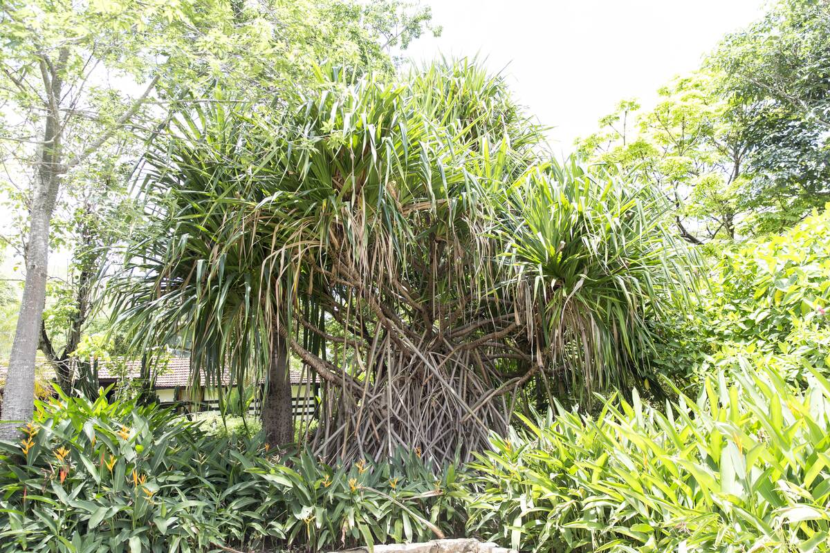 Instituto Terra Reforests Barren Atlantic Forest Portion