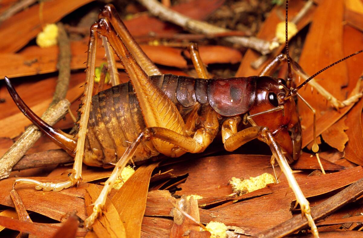 King cricket, Australostoma australasiae
