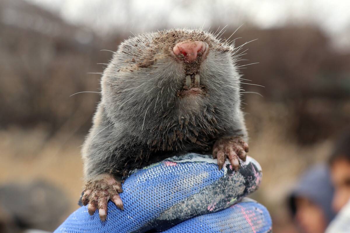 Lesser mole-rat spotted in Turkey's Igdir