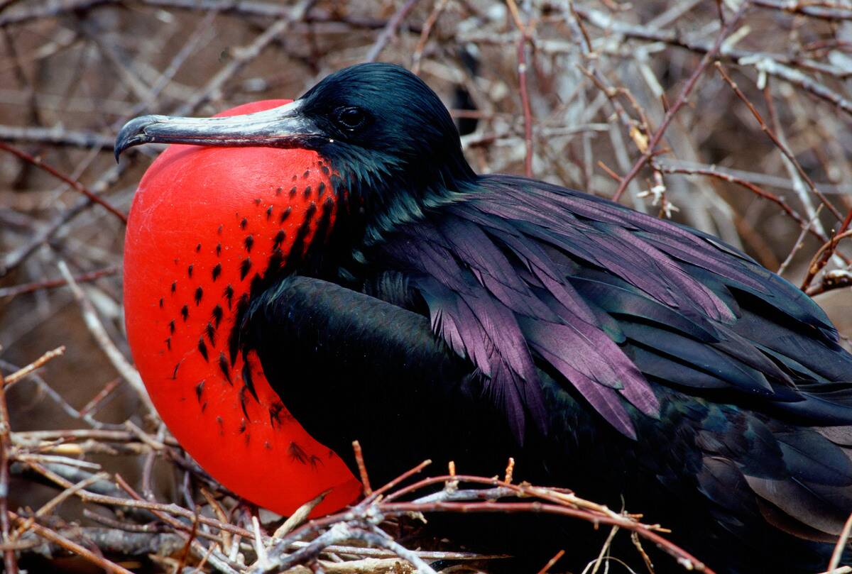 Male Frigatebird, Galapagos Isles