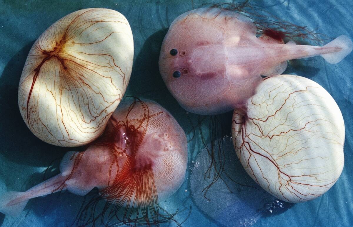 Marbled electric ray embryos, Torpediniformes.