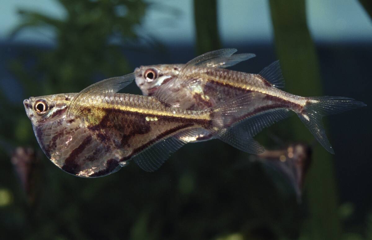 Marbled hatchetfish