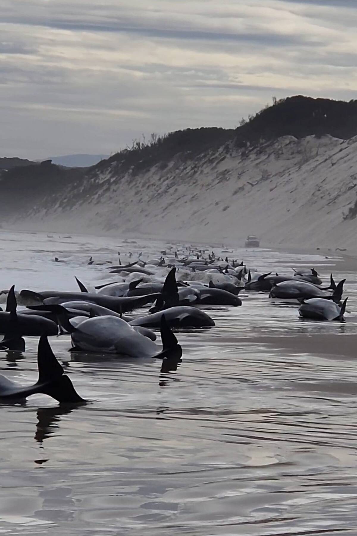 Mass Whale Stranding On Tasmania's West Coast