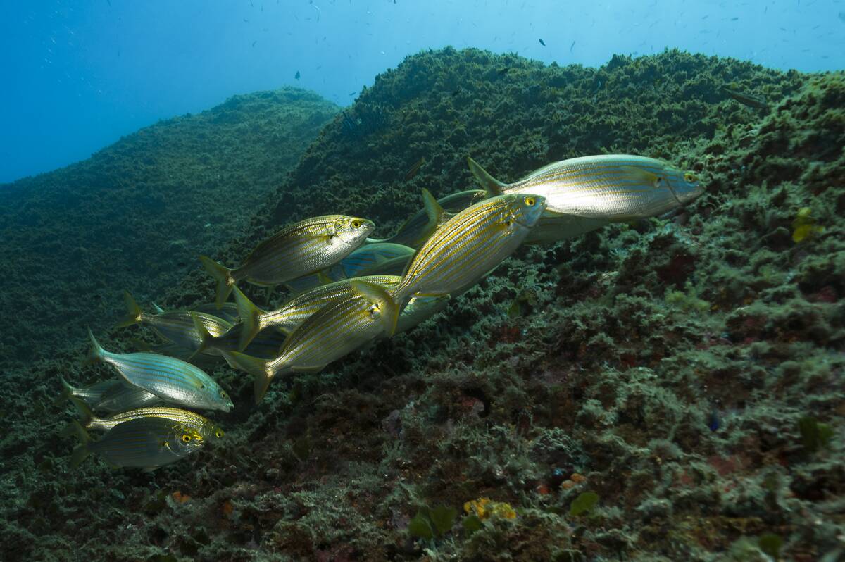 Mediterranean Sea : Illustration