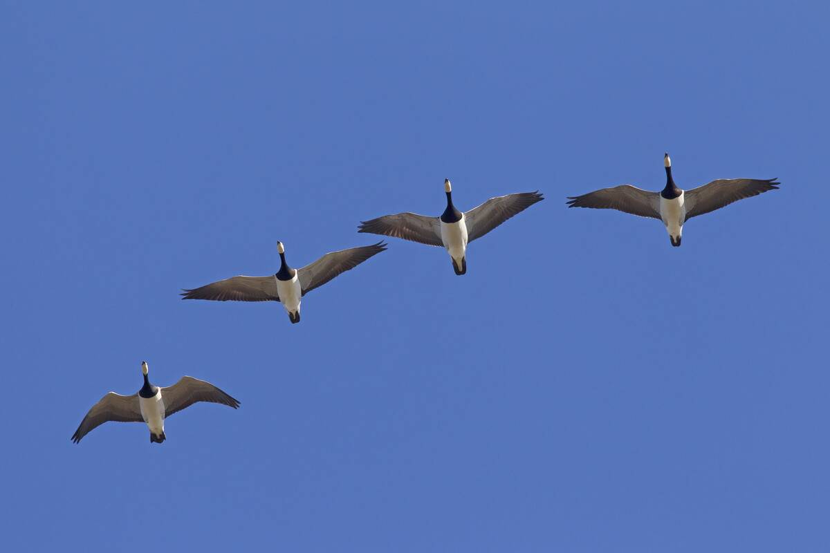 Migrating barnacle goose flock flying in formation.