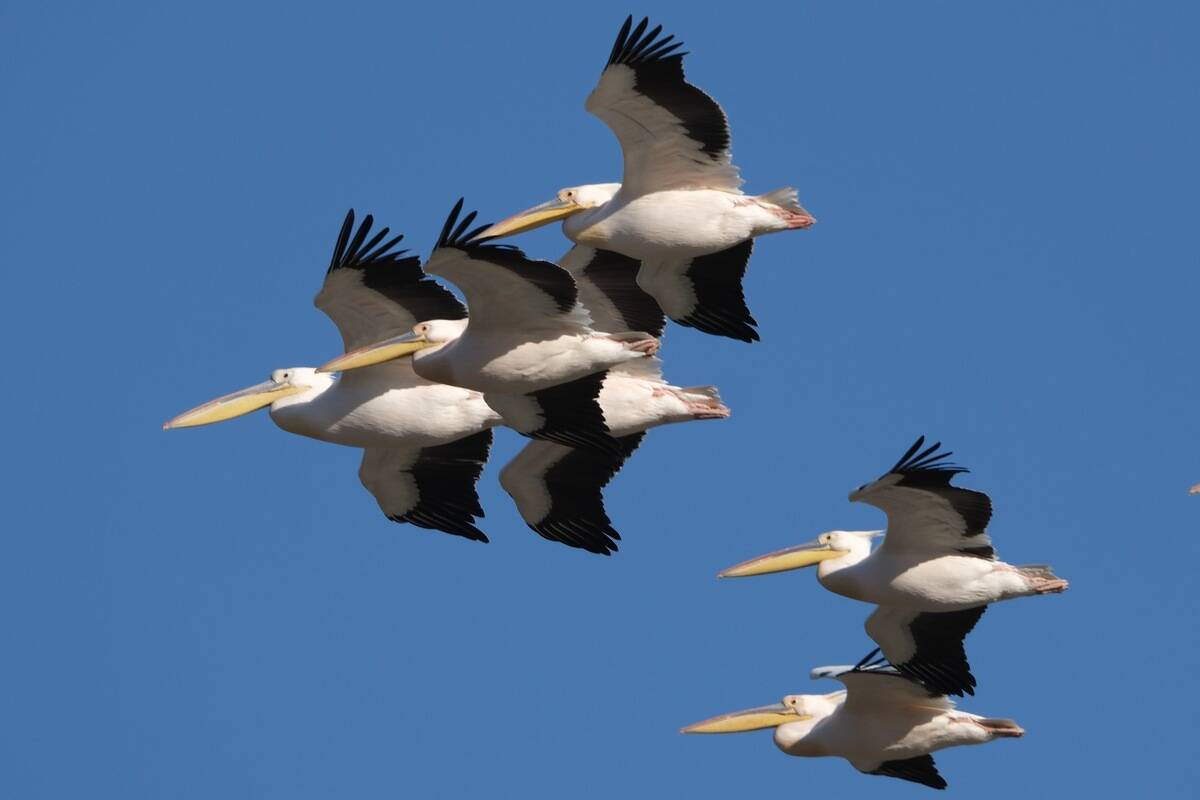 Migratory birds rest in the highlands of Turkiye's Mersin