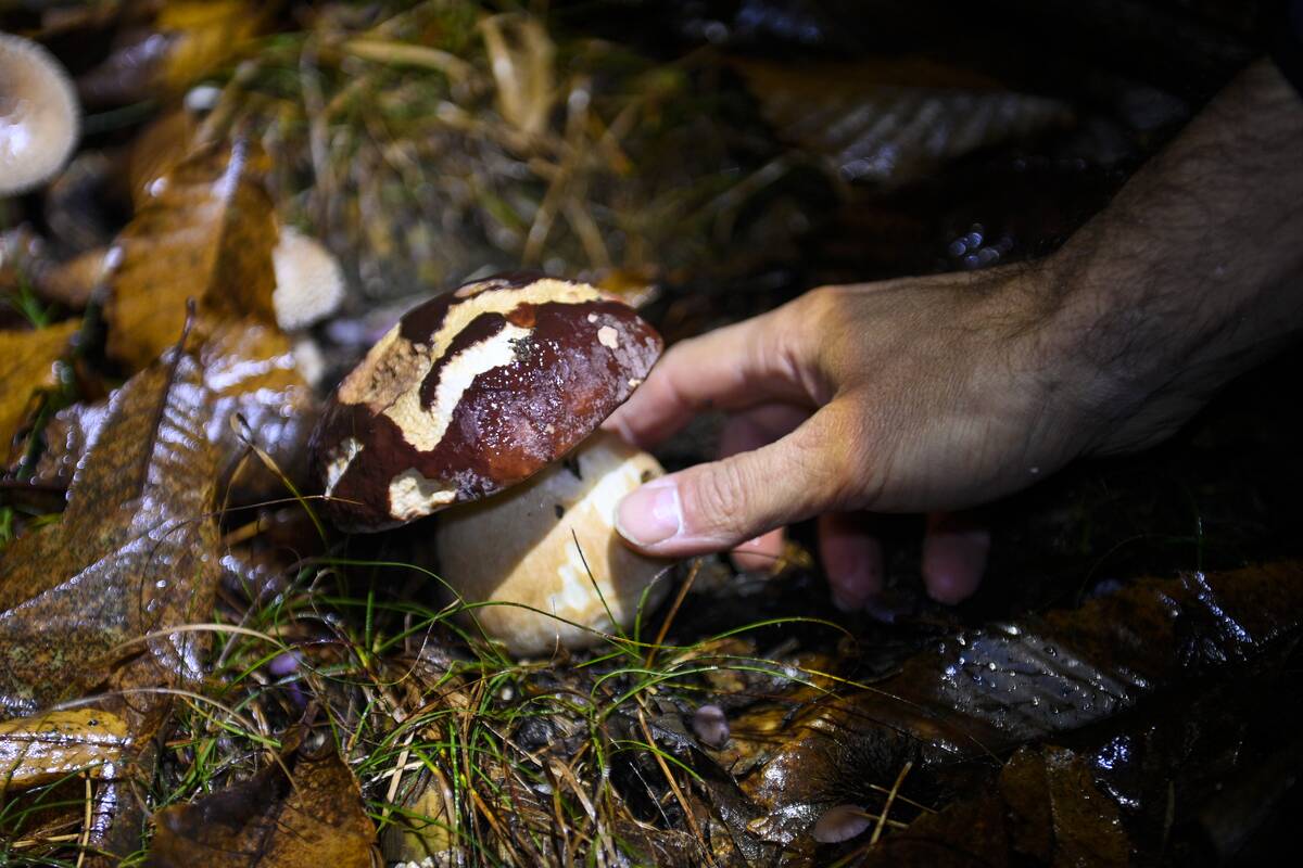 Mushroom Hunters Forage For Porcini In Italy