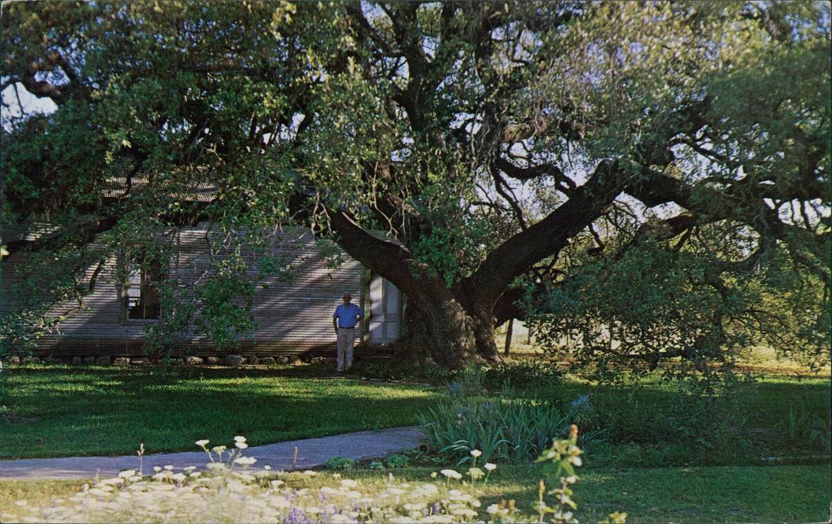 Old Oak Tree