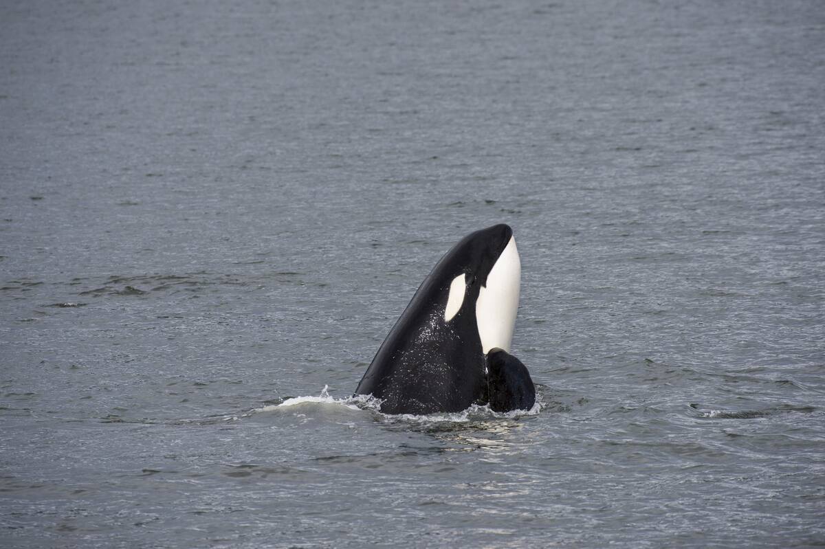 Orca (Killer whale) spyhopping off Wrangell Island, in...