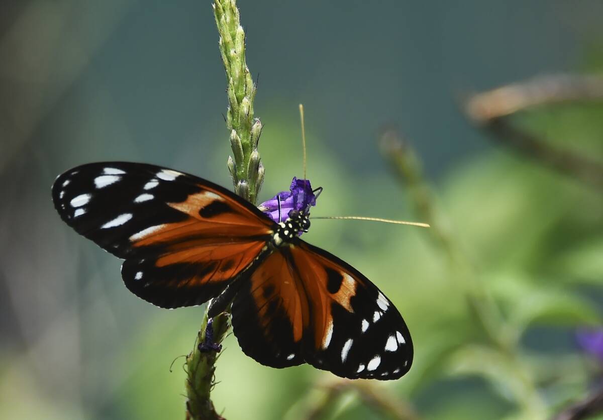 PANAMA-BUTTERFLY-FARM-INAUGURATION