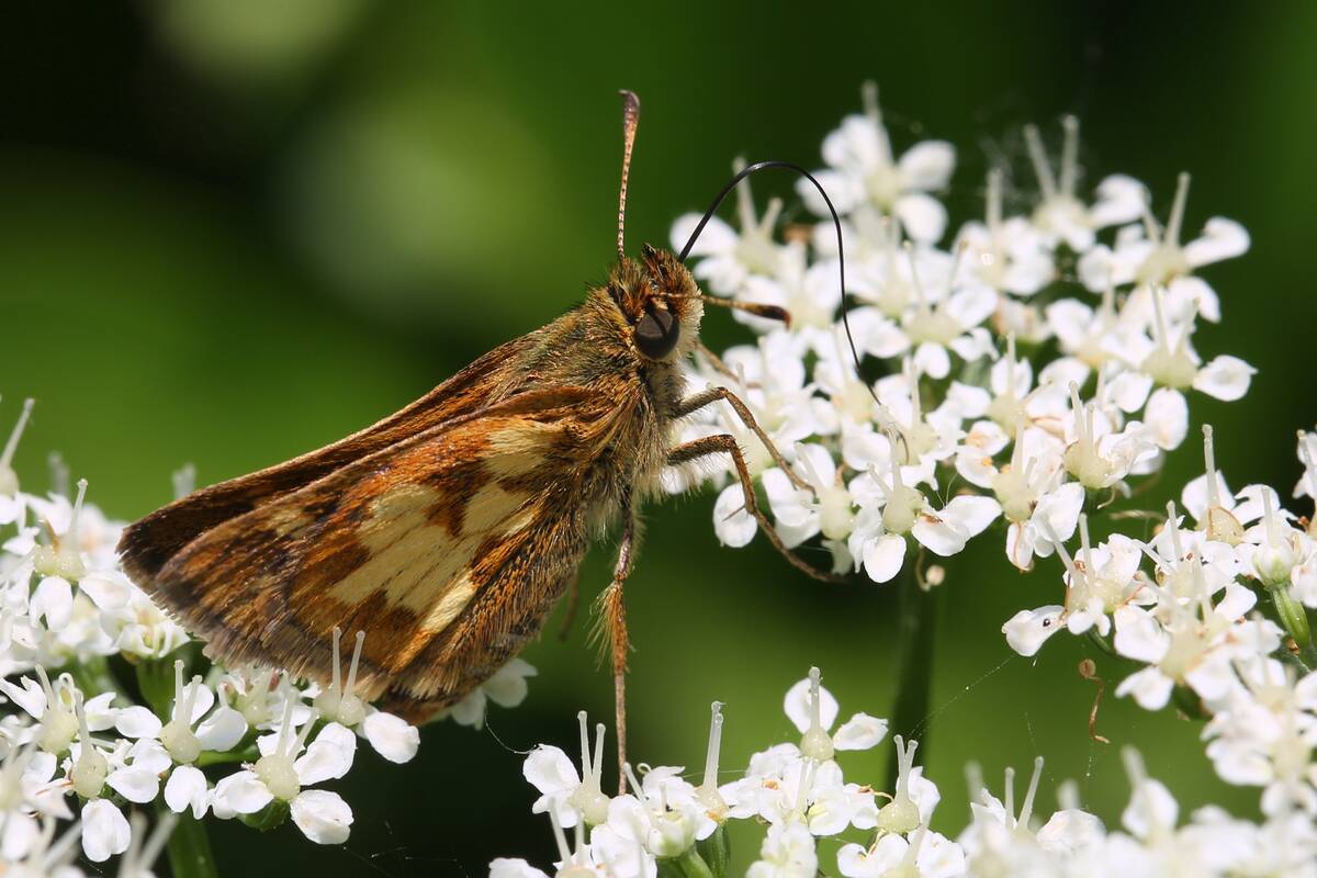 Peck's Skipper Butterfly