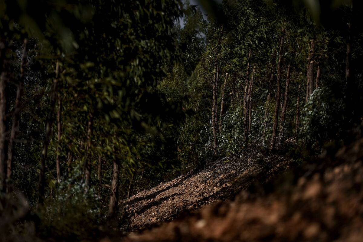 PORTUGAL-WILDFIRE-FIREFIGHTERS-FOREST