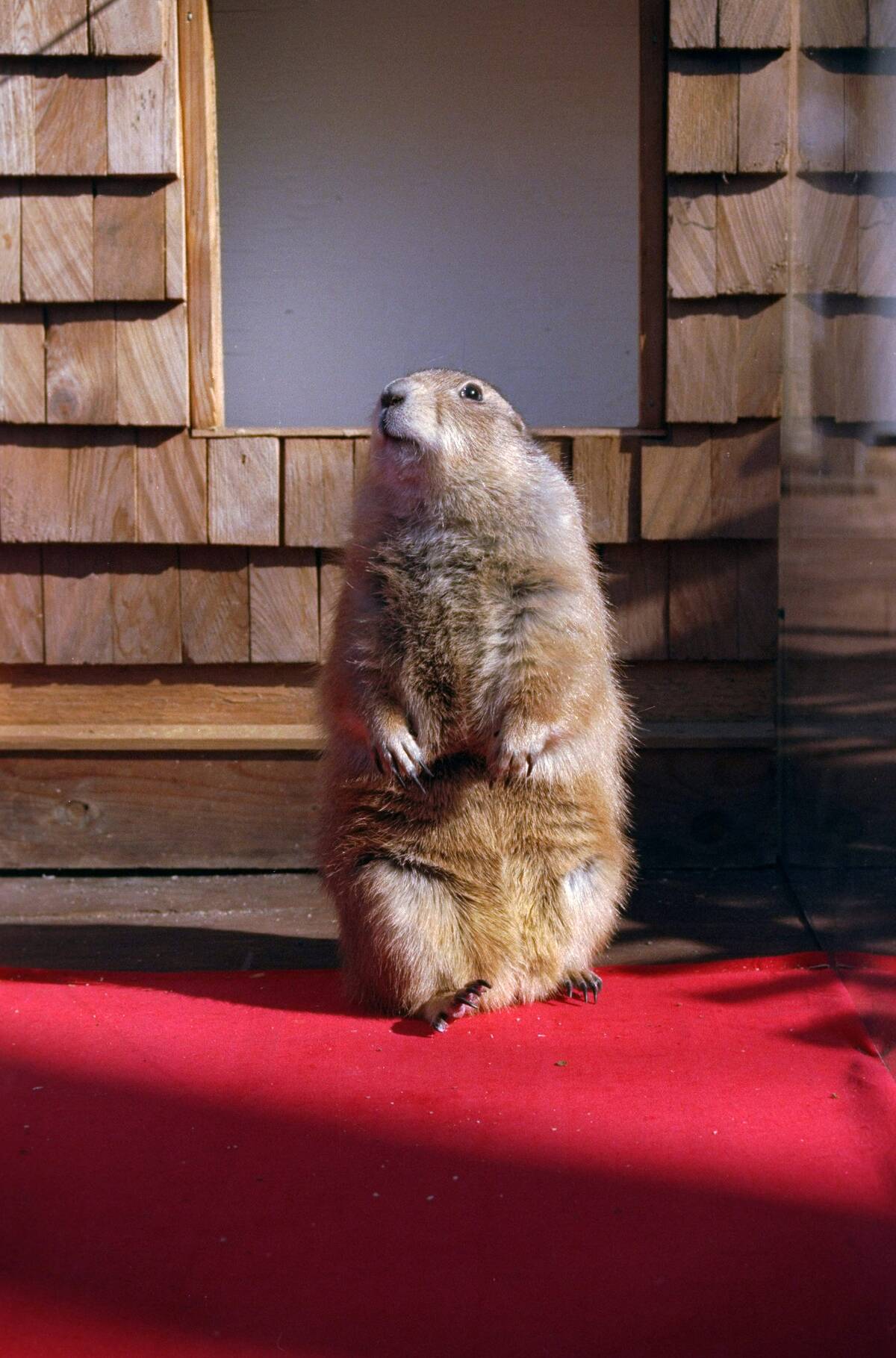 Prairie Dogs Flushing Meadows Phil and Corona Kate saw their