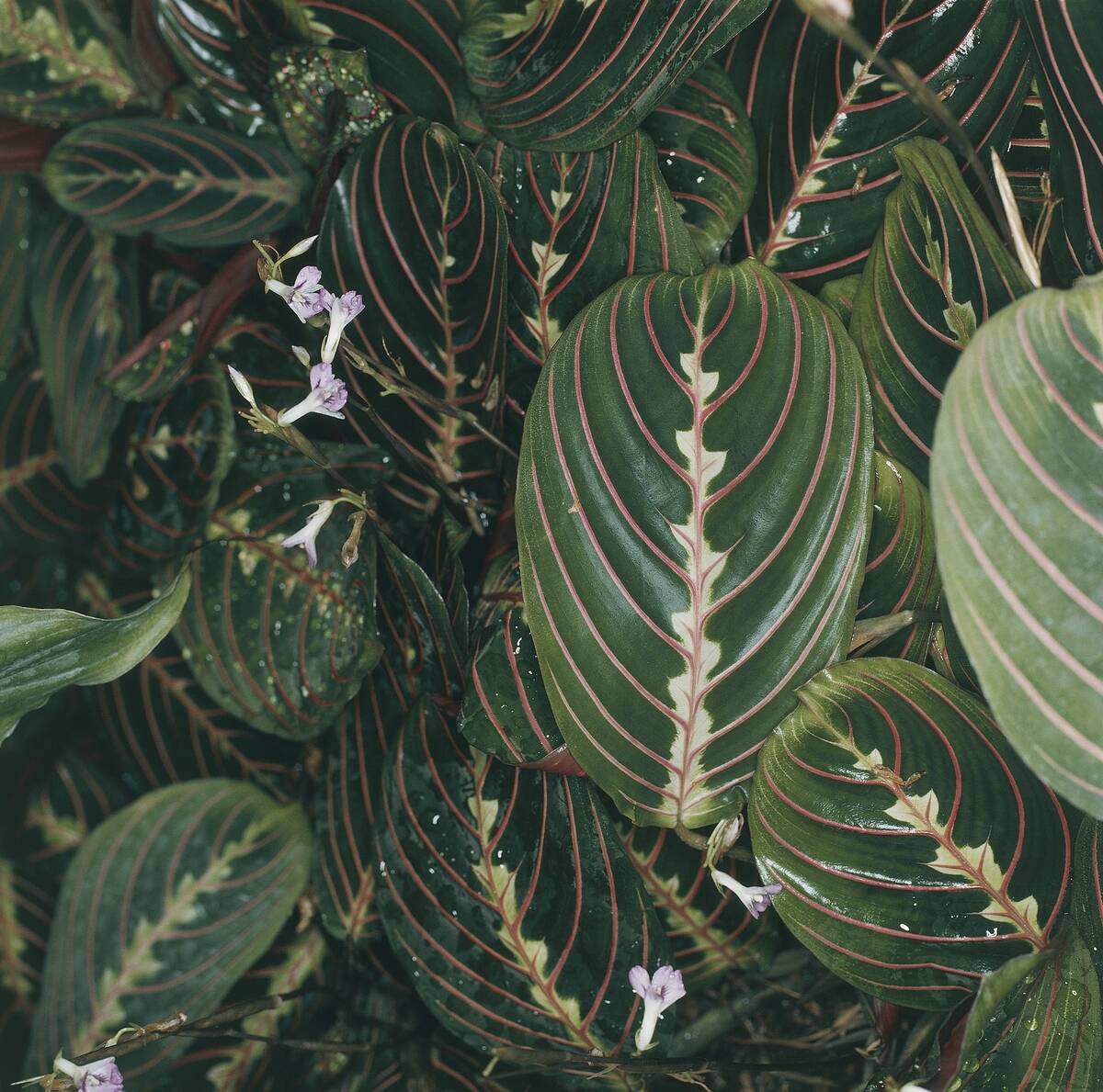 Prayer Plant (Maranta leuconeura massangeana) leaves
