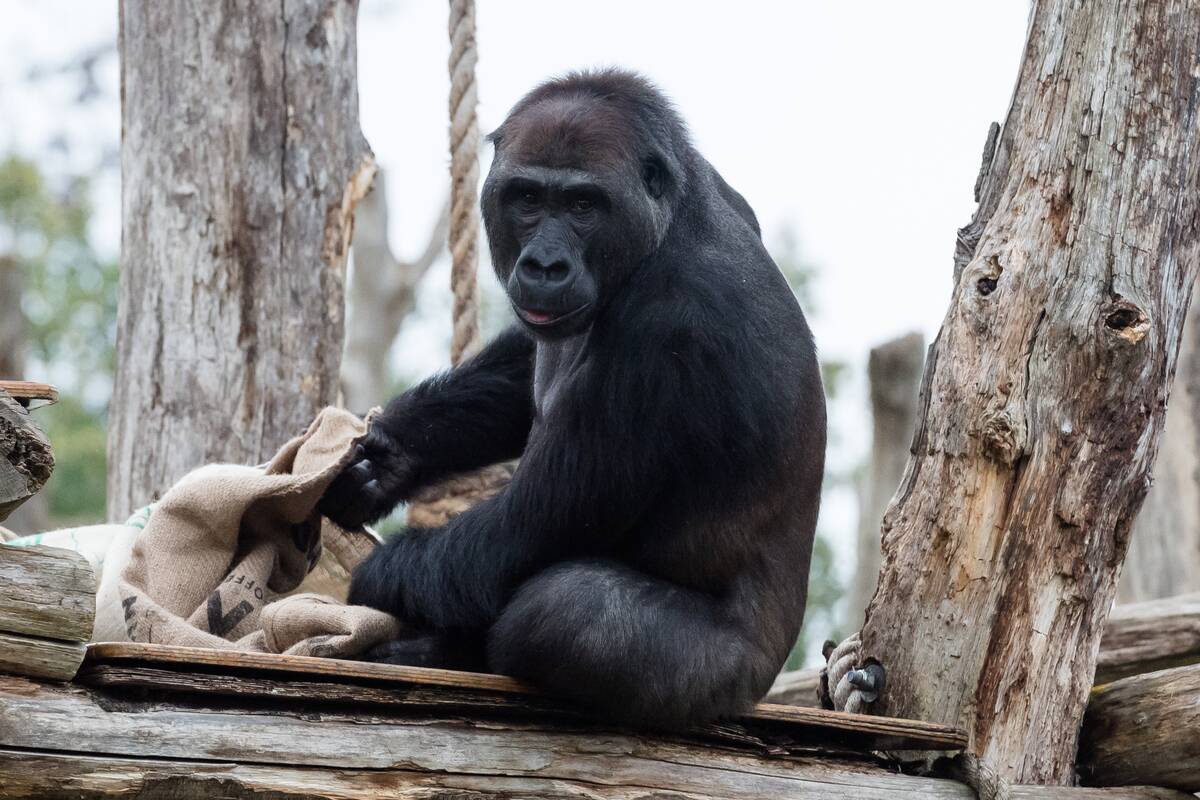 Primates enjoy Christmas treats at London Zoo
