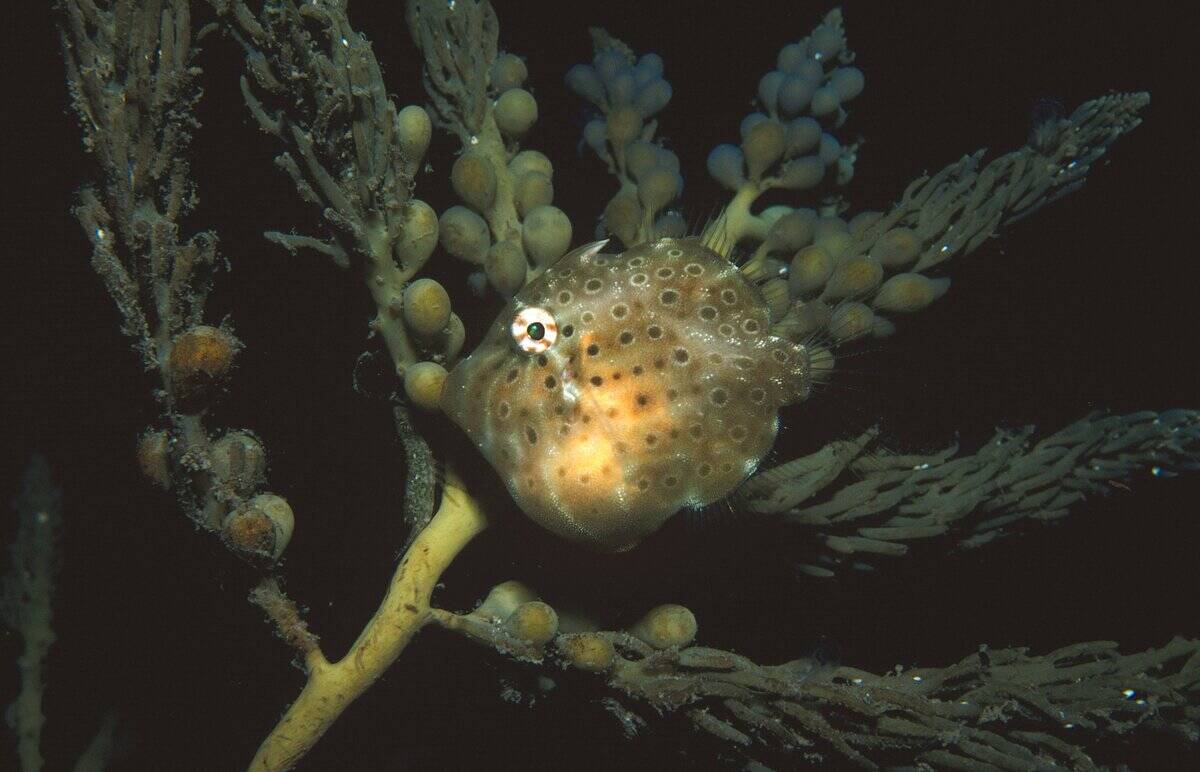 Pygmy leatherjacket, Brachaluteres jacksonianus, asleep at night, It bites onto algae to stop itself from drifting away, Edithburgh, Yorke Peninsula, South Australia