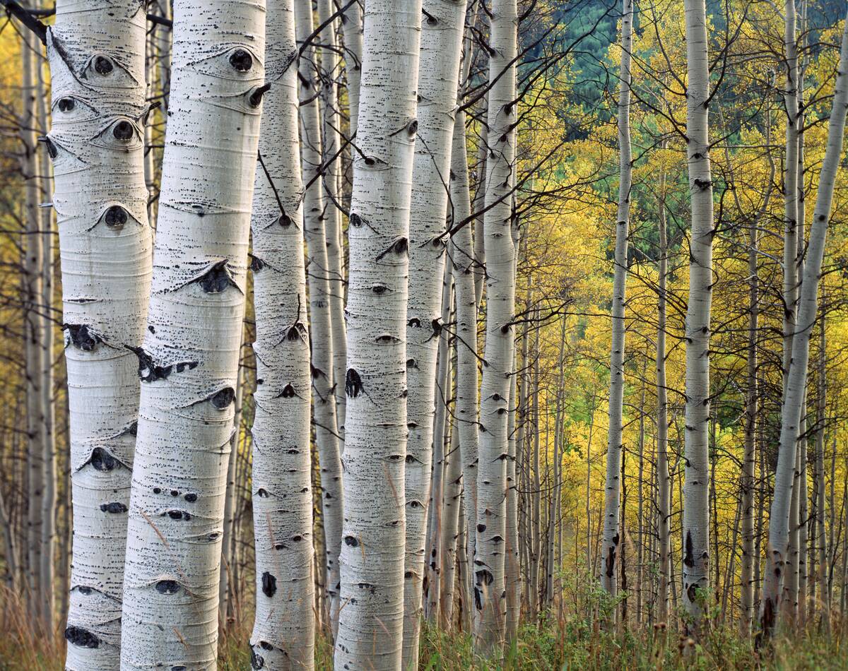 QUAKING ASPEN TRUNKS WHITE...