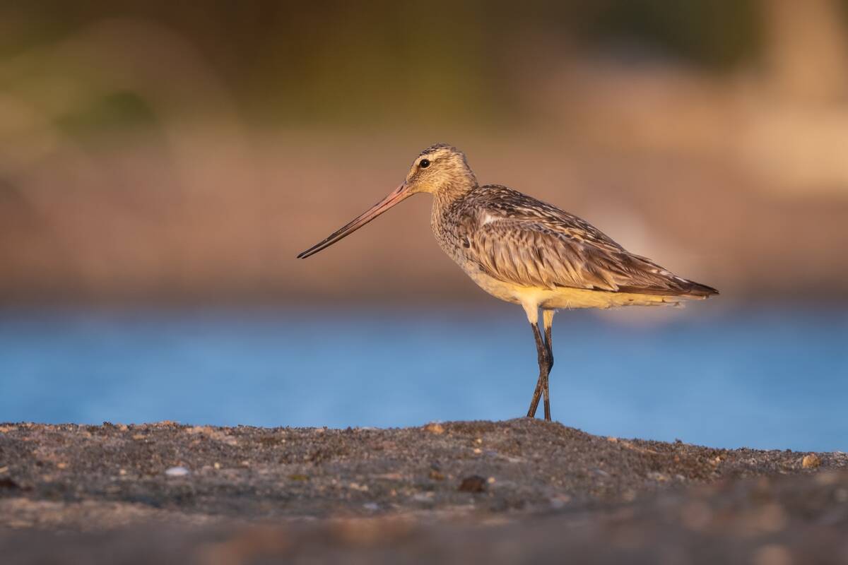 'Record-Breaking Bird' Bar-tailed Godwit