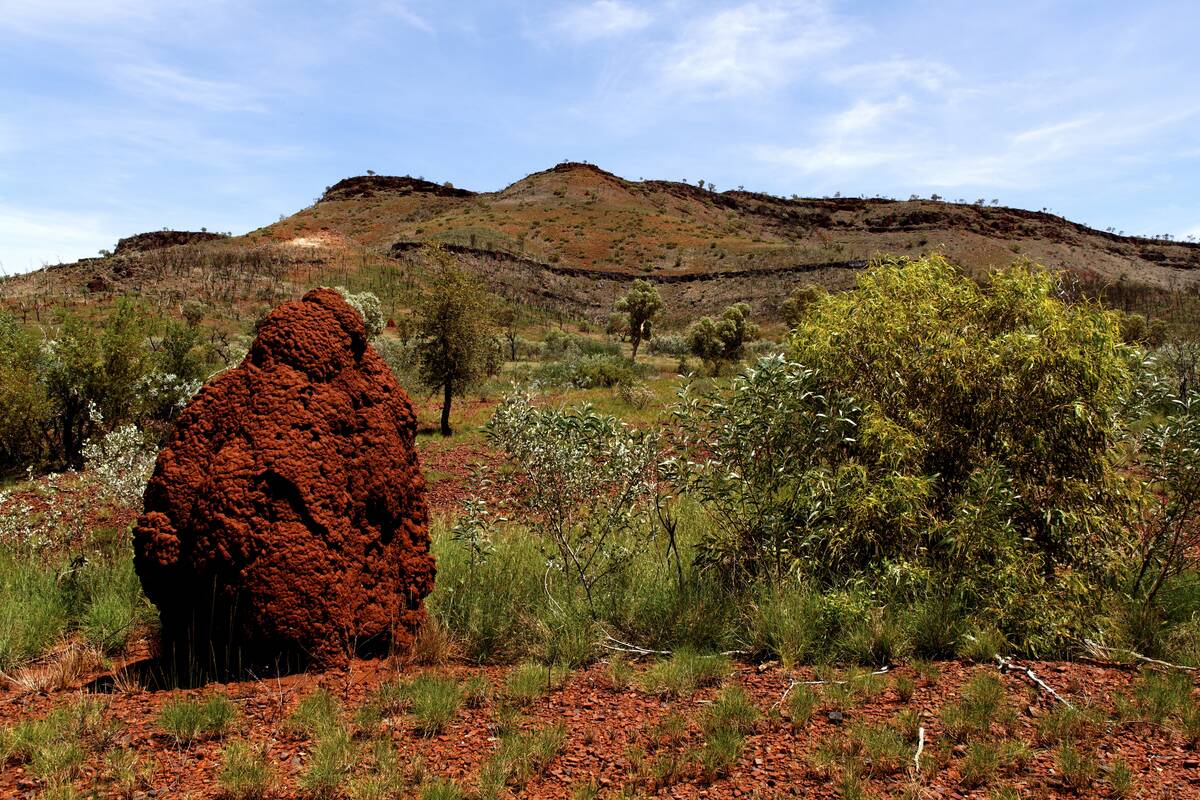 Red anthill in Australian outback landscape, Karijini National Park, Pilbara, Western Australia
