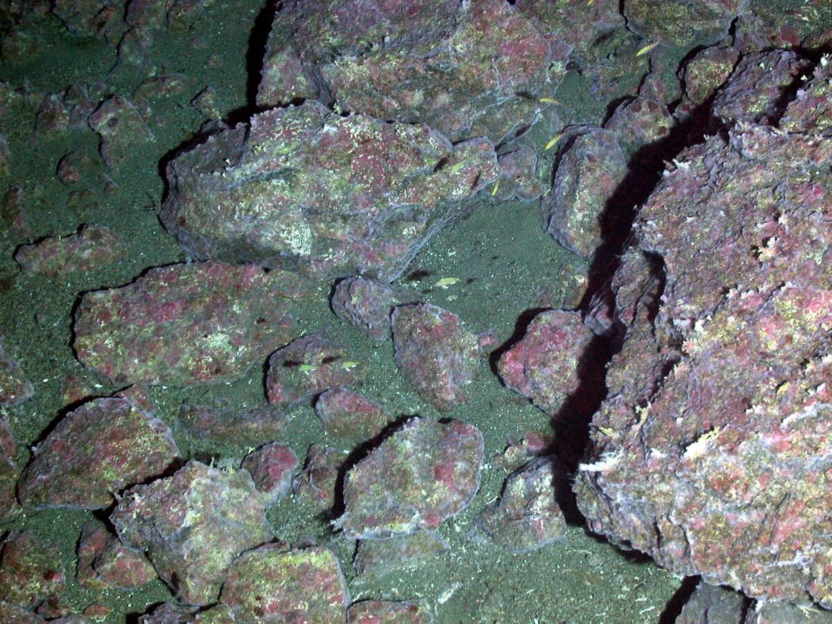 Red-green algae and fine white 'beards' of bacteria covering lava blocks