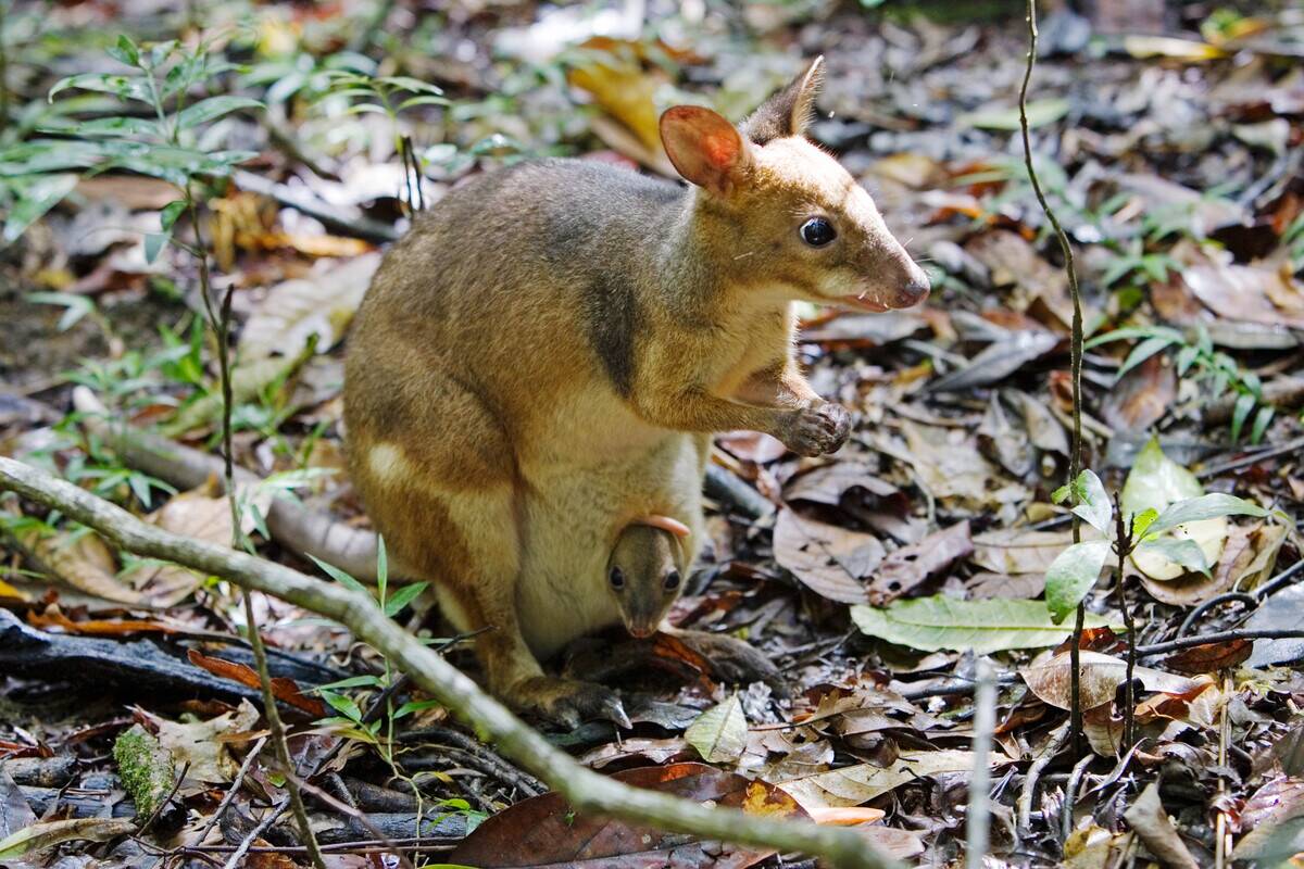 Red-legged Pademelon, Australia