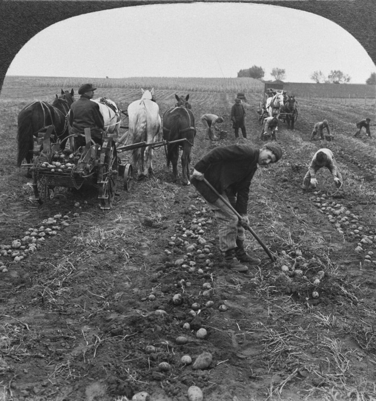 Red River Valley Potato Crop