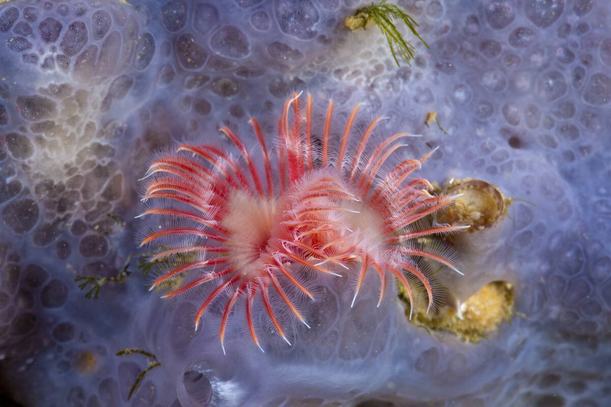 Red Tube Worm, Serpula vermicularis, Cap de Creus, Costa Brava, Spain