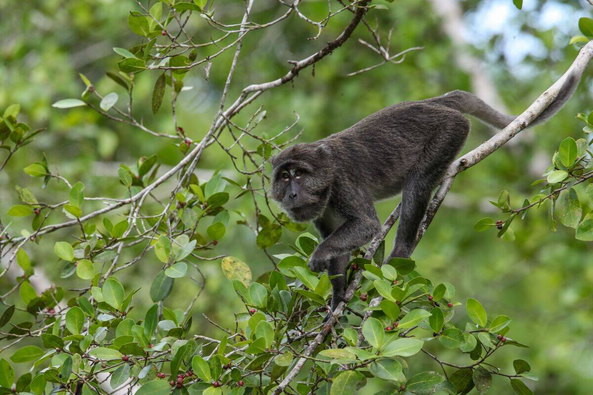 Saving Simeulue's Last Long-Tailed Macaque