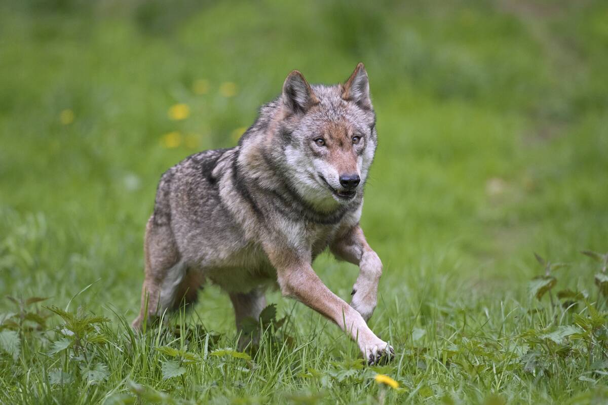 Solitary Eurasian wolf. European gray wolf. grey wolf (Canis lupus) running in meadow. grassland