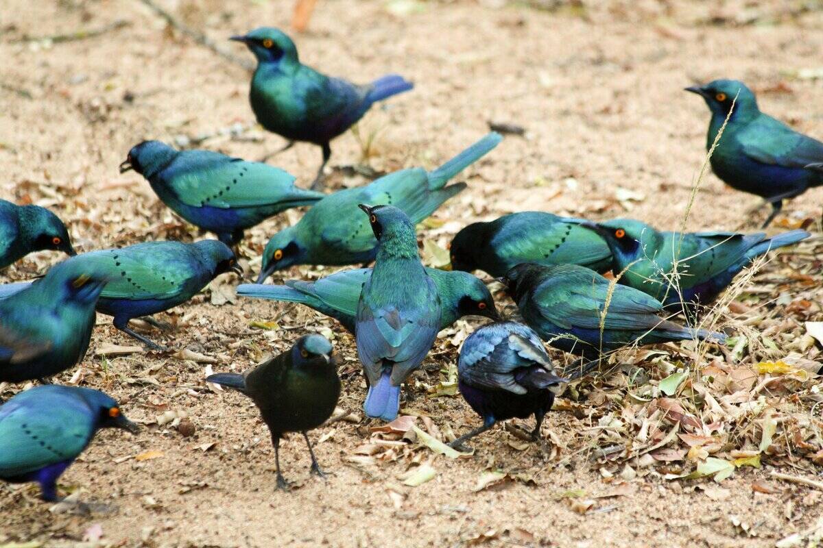 South Africa, Kruger National Park, Flock Of Glossy Starlings