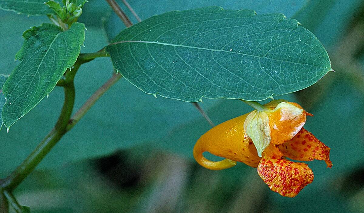 Spotted Touch-me-not Flower; Jewelweed