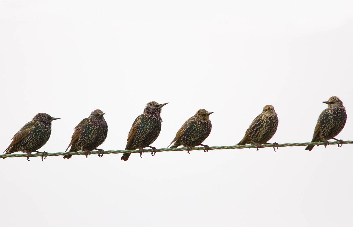 Starlings, England, UK