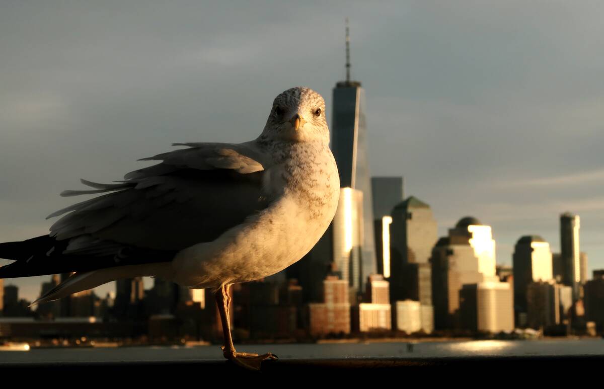 Sunset in New York City