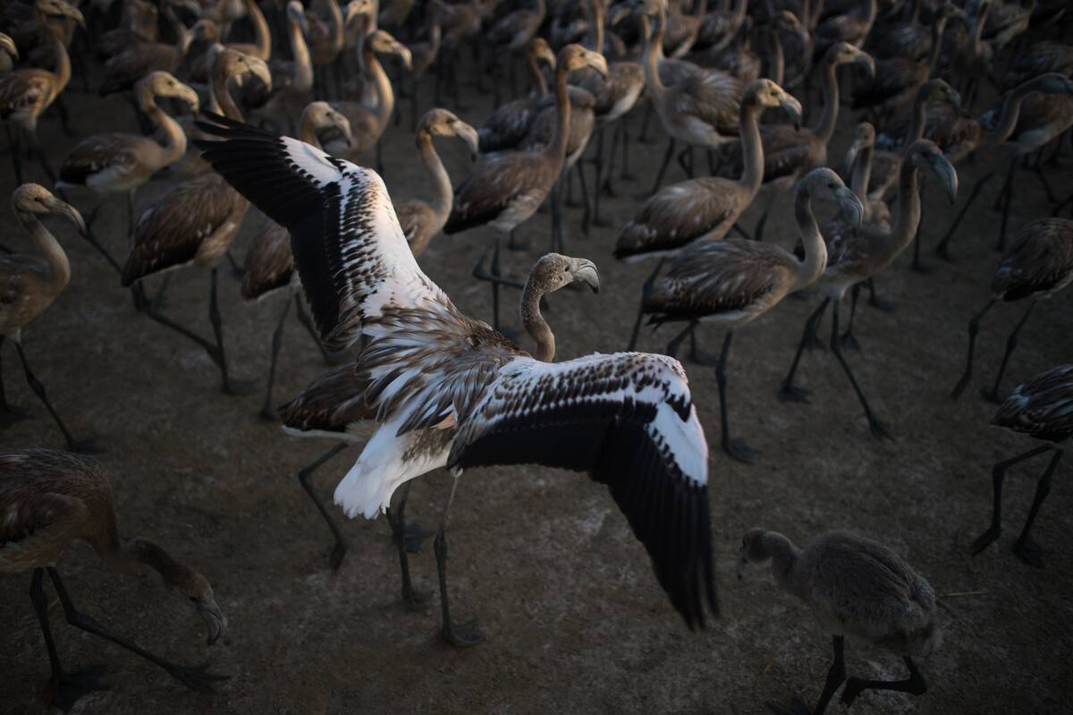 Tagging flamenco chicks in Malaga