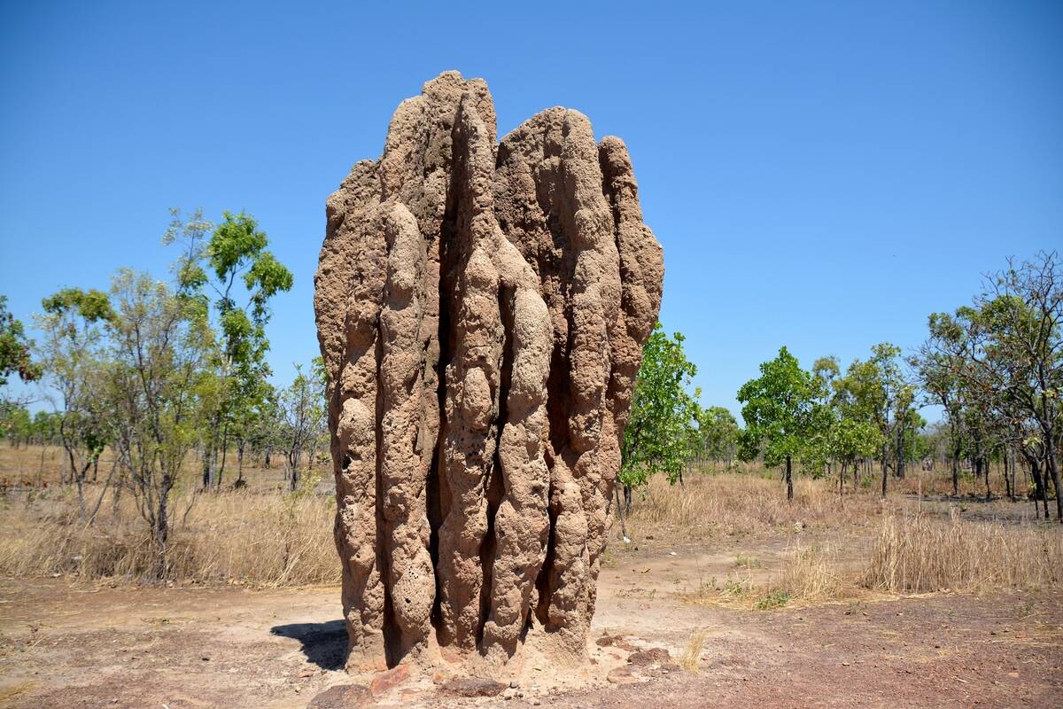 Termite colony