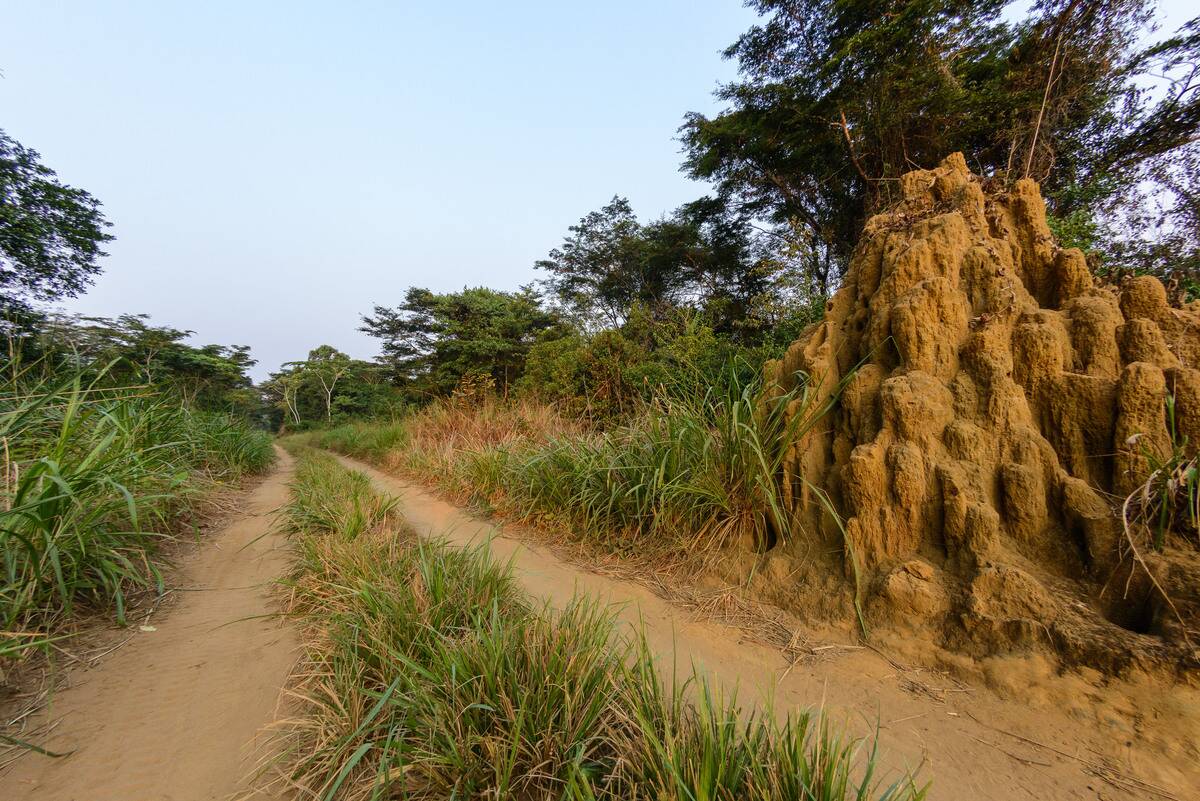 Termite (Macrotermes sp) mound with multiple spires, Odzala-Kokoua National Park