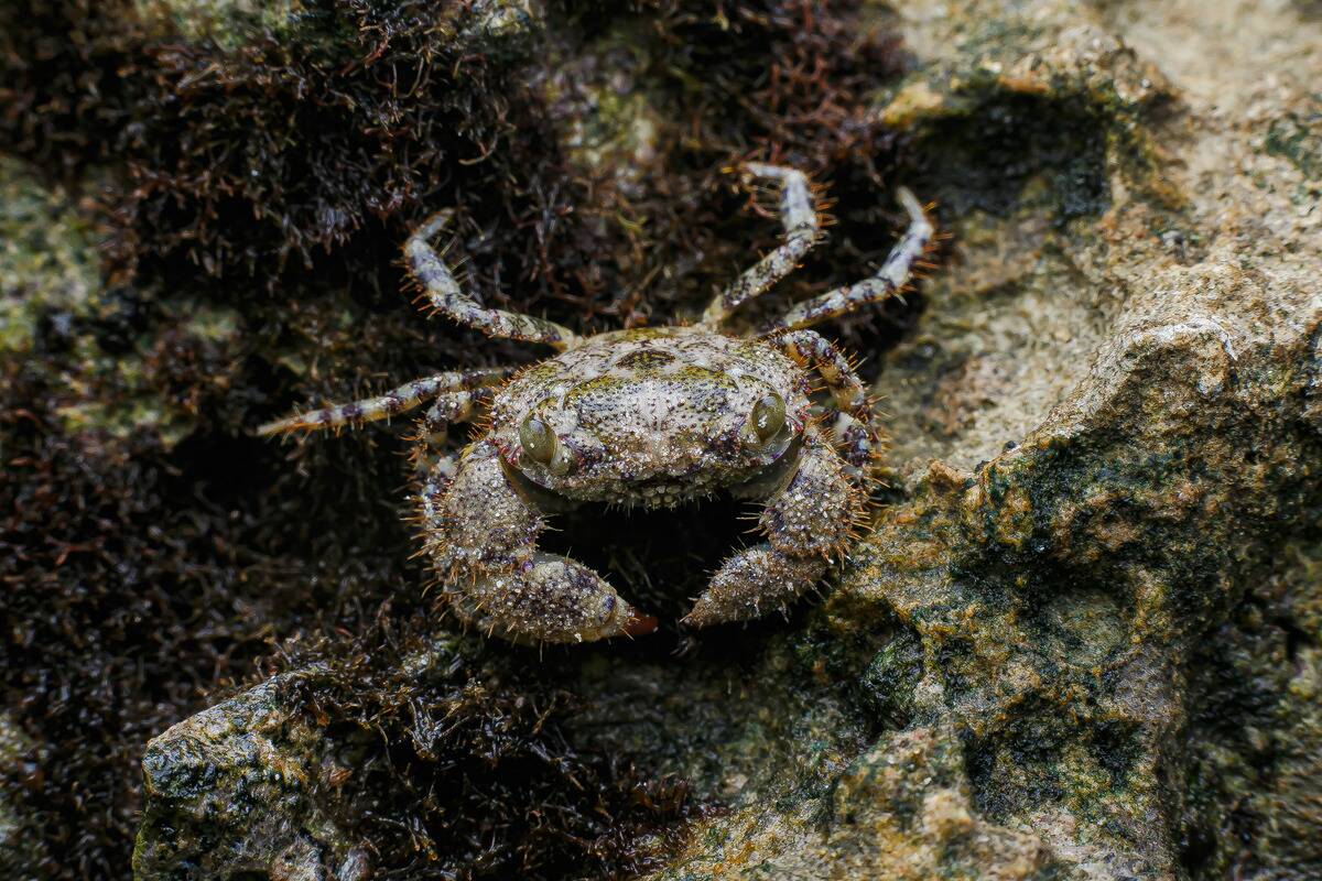 The Ghost Crab is one of the species found in Watamu Marine...