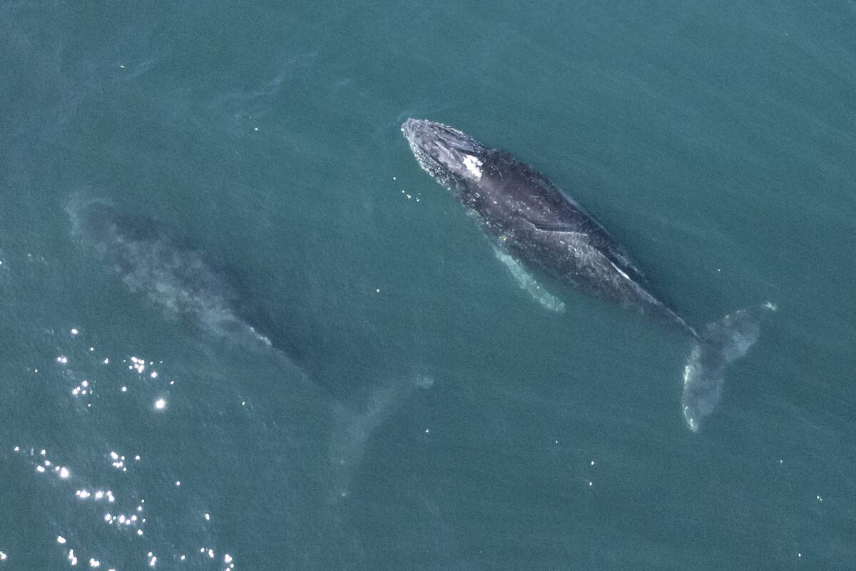 TOPSHOT-BRAZIL-ENVIRONMENT-HUMPBACK-WHALE
